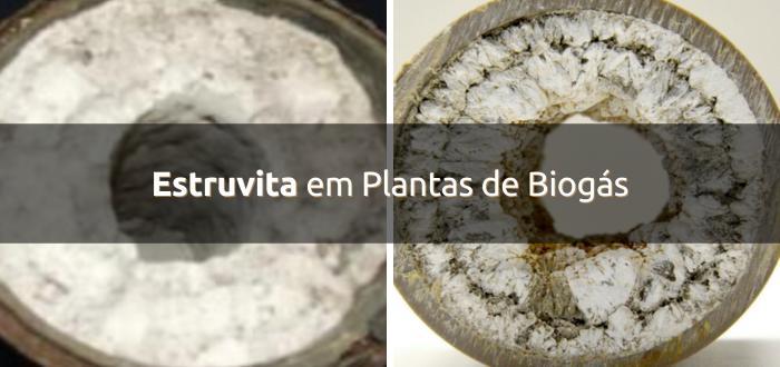 Estruvita em Plantas de Biogás
