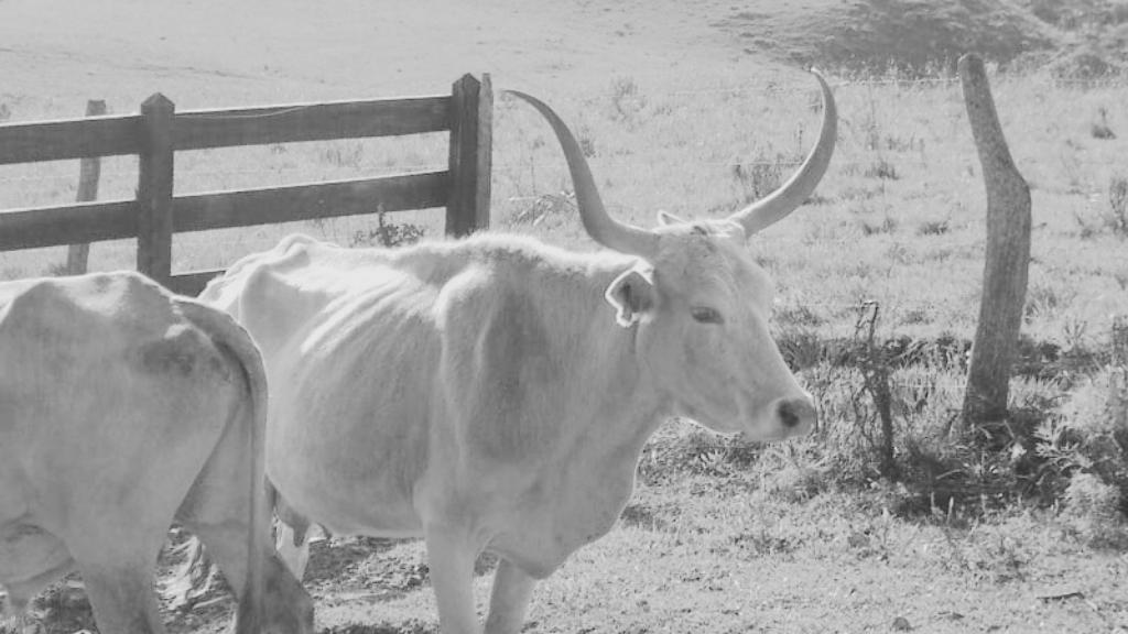 Pioneiros do Biogás